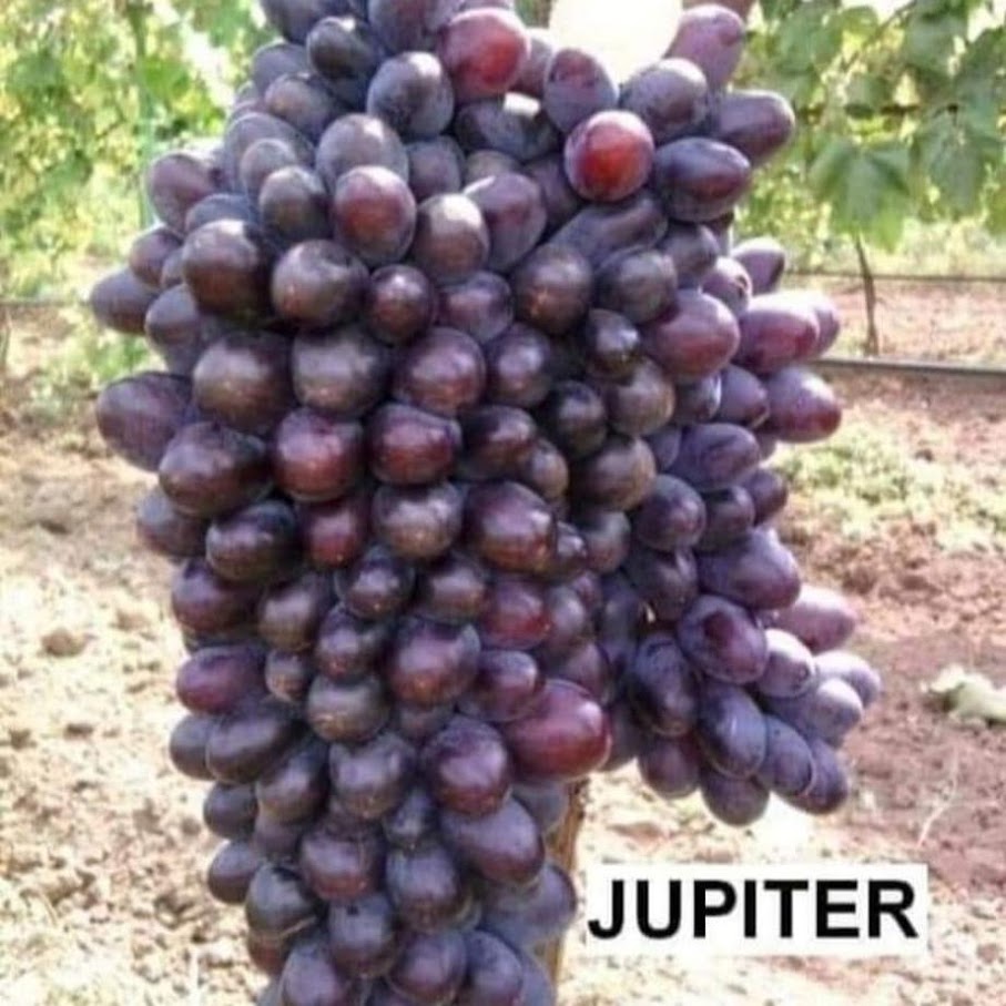 Anggur Import Jupiter Okulasi Sumatra Barat