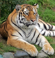 national animal of india or tiger 