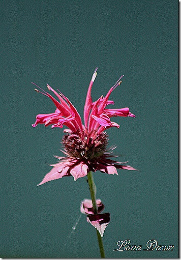 Monarda_RaspberryWine