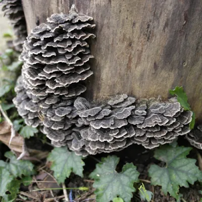 Turkey Tail Mushroom