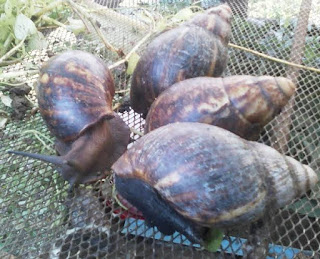 Snail farming business