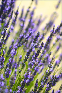 Gambar bunga lavender