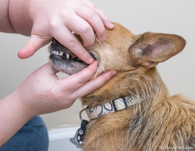 putting oratene gel on Jada's teeth for dog dental health