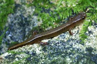 Salamandre à deux lignes - Eurycea bislineata