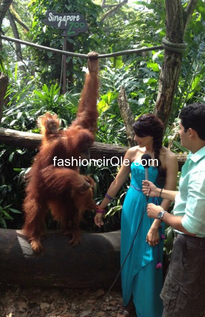 Bipasha Basu in a blue dress petting animals -  Bipasha Basu at zoo in Singapore