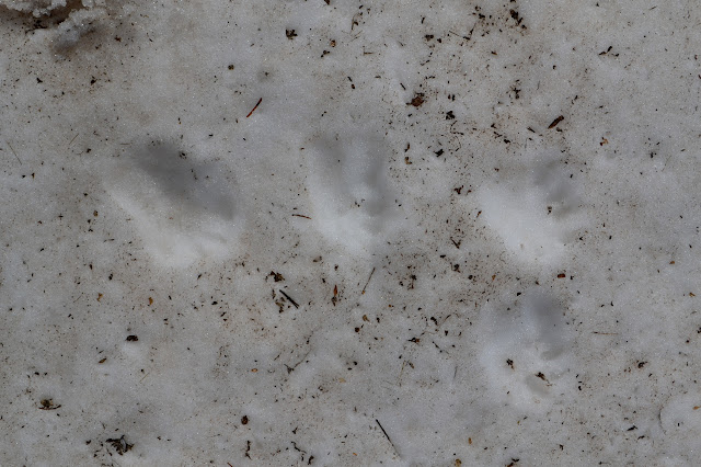 marmot tracks in the snow