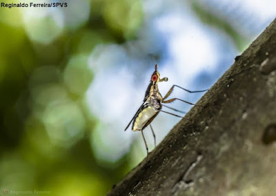 UFPR, nova espécie, Universidade Federal do Paraná, insetos, pesquisadores da UFPR descobrem novas espécies de insetos, Reserva Natural Guaricica, animais, Paraná, natureza, meio ambiente, pesquisa, ciência