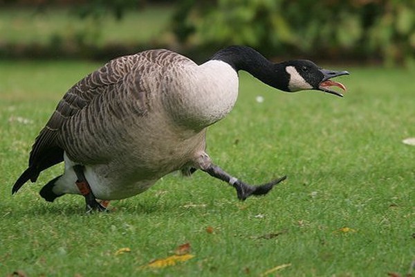 angry goose, funny animal pictures, animal pics