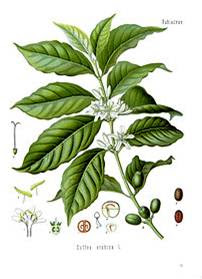 Καρποί και φυτό της Coffea Arabica.