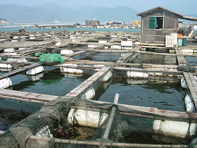 http://www.cbc.ca/news/canada/nova-scotia/mcneil-pressured-to-tighten-aquaculture-rules-1.2894756