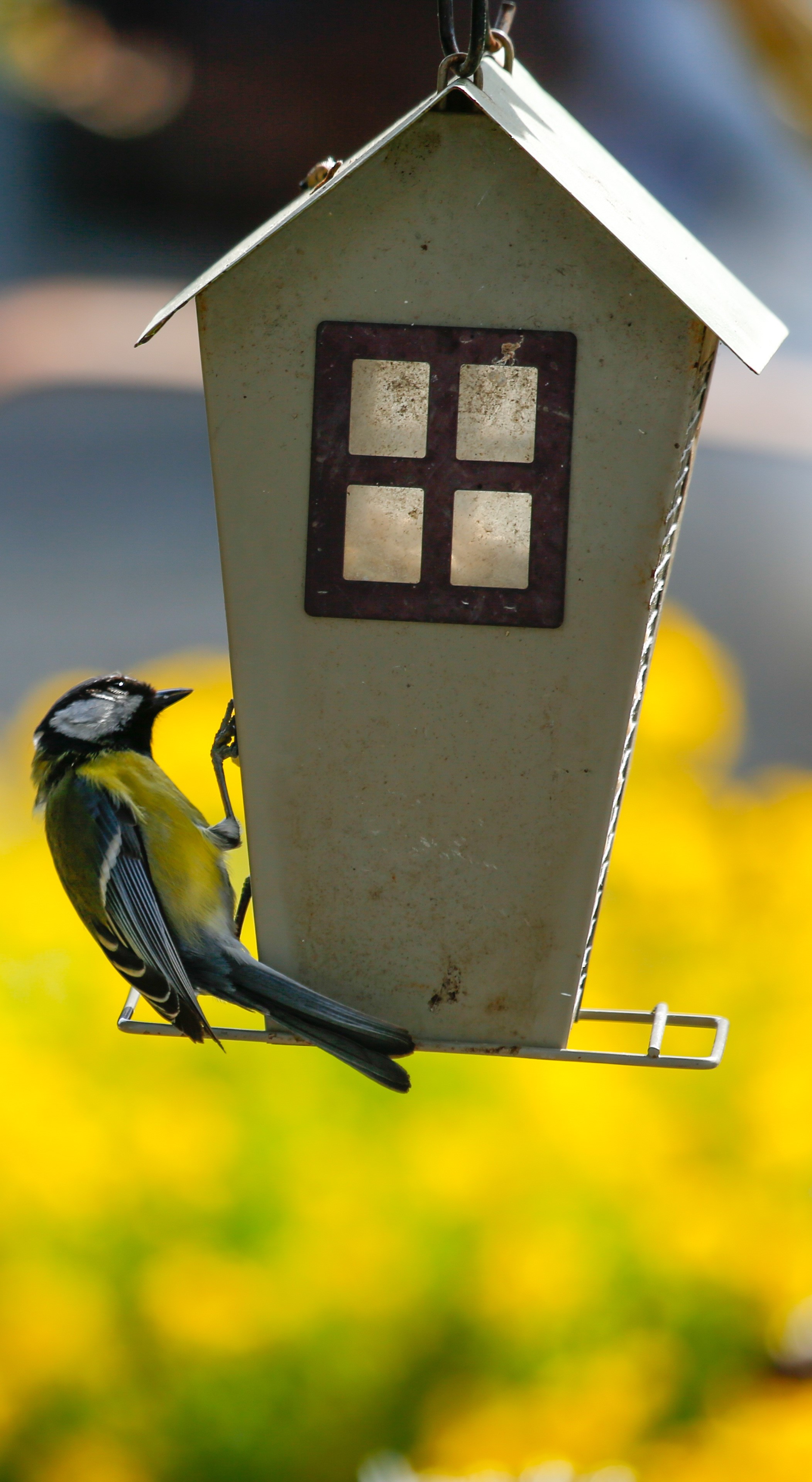 Great tit fancy birdhouse.