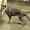 Thylacine Tasmanian Tiger Reading Answers