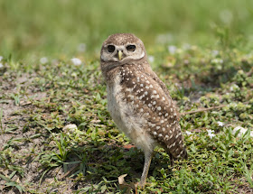 Baby Burrowing Owl - Brian Piccolo Sports Park, Florida