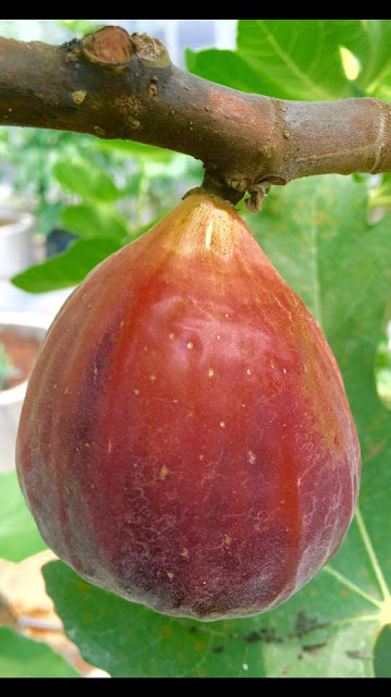 SUPER JUMBO Figs