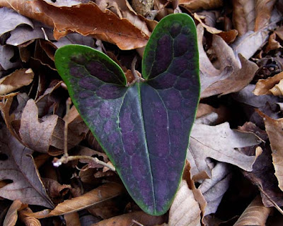 Asarum arifolium