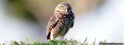 Cute Lonely Owl images