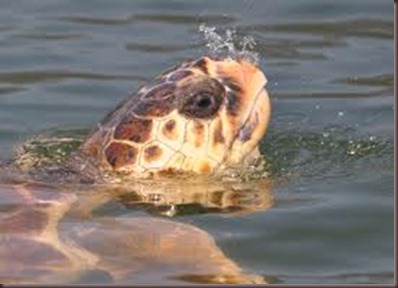 Amazing Pictures of Animals Caretta Caretta  Loggerhead sea turtle.Alex (7)