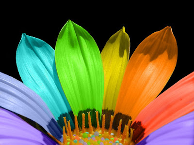  Multicolor Flowers High Definition 1920x1200 Widescreen Wallpapers