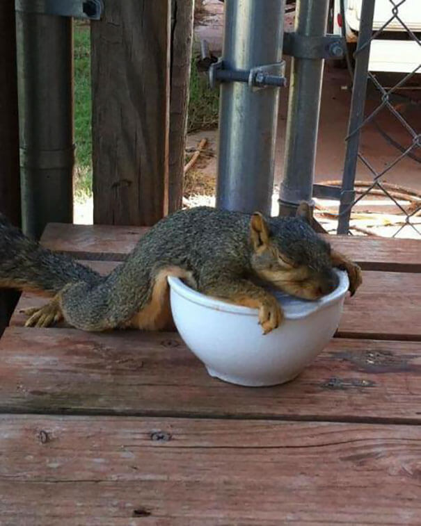 40 Heartwarming Pictures Of Animals - One Woman Started Putting Bowls Of Ice Out For The Squirrels In Her Yard. This Little Guy Was So Grateful, He Fell Asleep Cooling Off On Top Of One