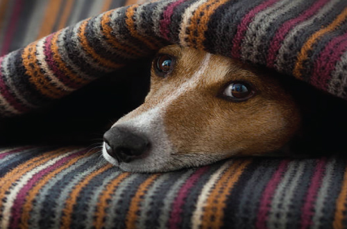 dog under blanket