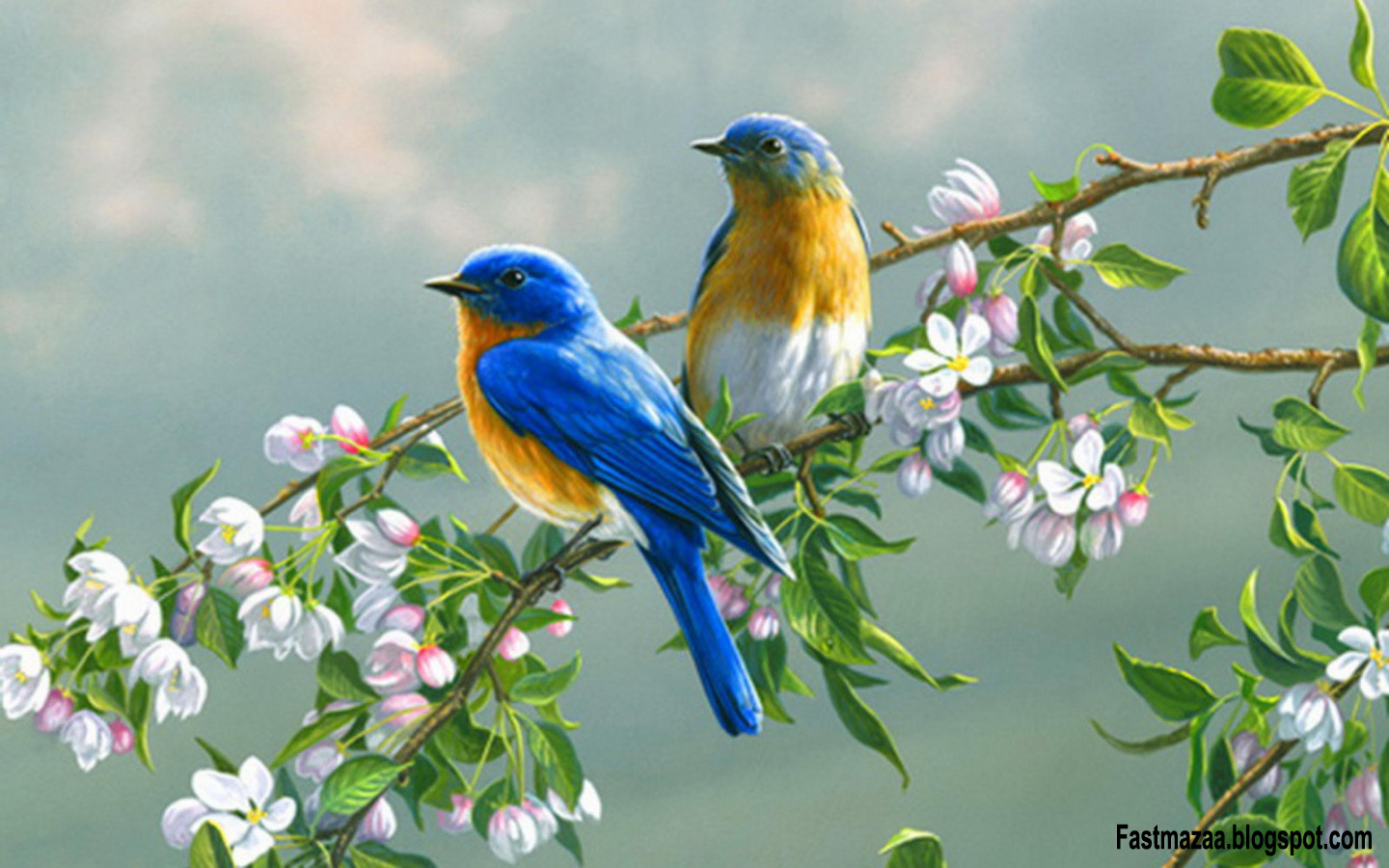 https://blogger.googleusercontent.com/img/b/R29vZ2xl/AVvXsEic1BF7dXLQzq8KJXe4ROH2IuIpLYpYwuC0z8MBgLELVVFLLLOtAaGAQqc2VfYn0717AiV6a0SR34WSnbAVHewMw11DGs7zI_G4UQ4gKqSM9sVNwgk7OpOWpaIwXM90t_WFKZhxYyNDWts/s1600/45523-beautiful-birds-birds-in-love.jpg