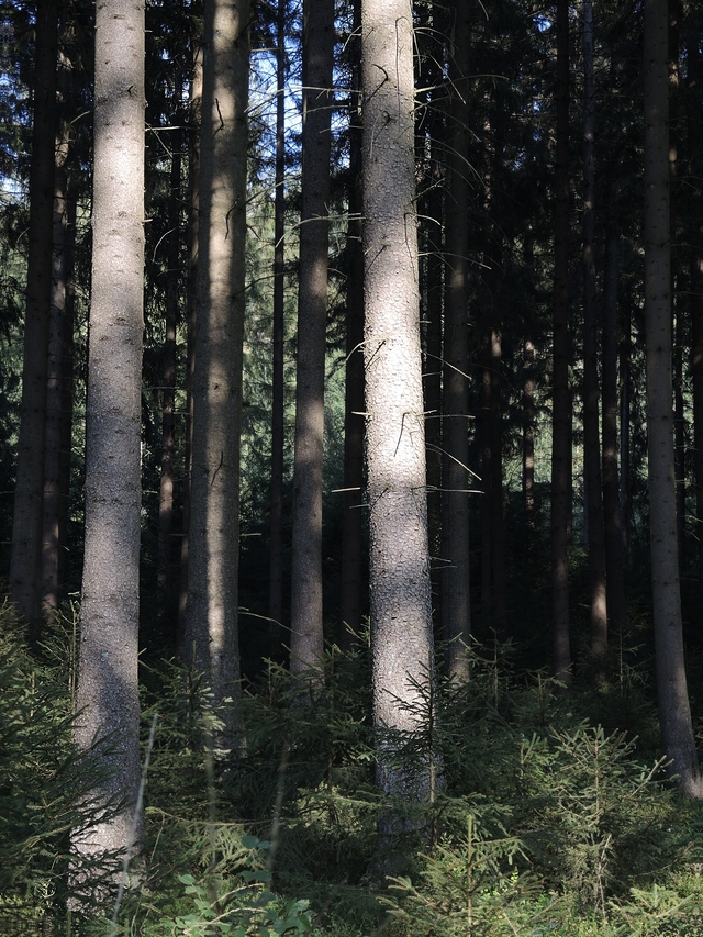 Eupen: een wandeling tussen de dennenbomen