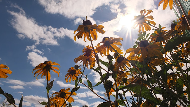 Rudbeckia flowers from below