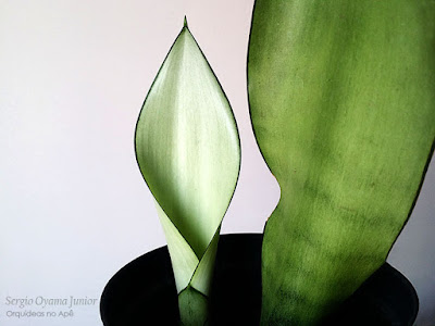 Sansevieria Moonshine