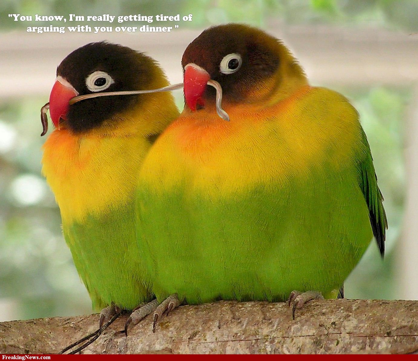 PicturesPool: Love Birds Wallpapers  Beautiful Birds Pictures