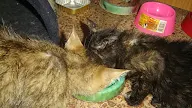 How Long Is Ringworm Contagious In Cats After Starting Treatment : The ringworm will last longer and remain contagious for an extended period of time if only minimal measures are taken or if you are not faithful with the prescribed approach.
