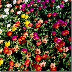 purslane_far1-300x300