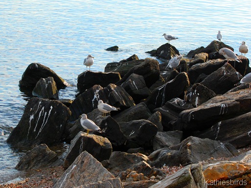 5. gulls-kab