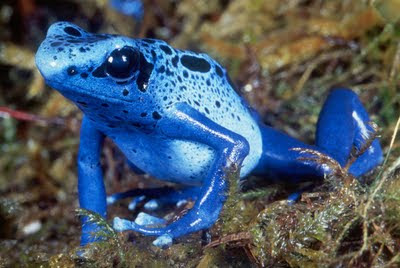 bentuk indah tak menjamin indah sifatnya itulah katak beracun