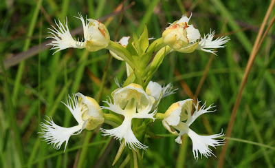 Platanthera praeclara - Western prairie fringed orchid - Great Plains white fringed orchid care