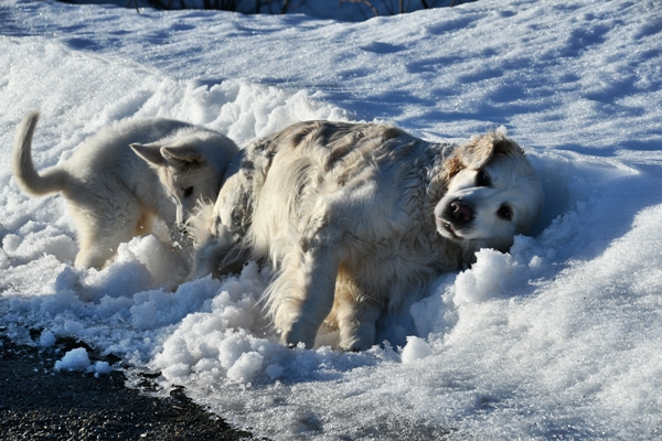 hvit gjeterhund golden retriever