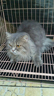 kucing persia medium