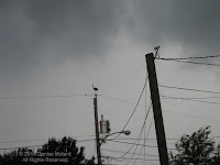 Great blue heron landed on top of electrical pole just before a thunderstorm - PEI, Canada, by Denise Motard, 2006