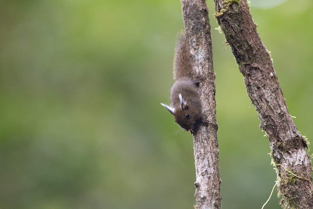 Белка Уайтхеда (Exilisciurus whiteheadi)