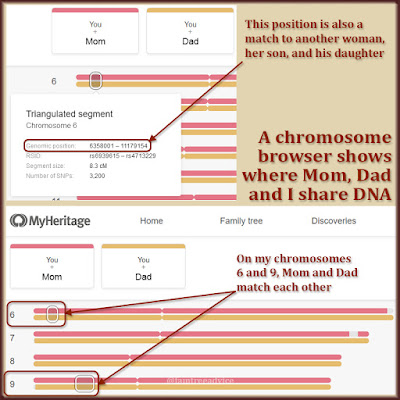 I used a chromosome browser to see exactly where Mom and Dad are related to each other.