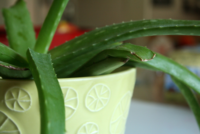 The Parsimonious Princess 5 Reasons Why You Should Have An Aloe