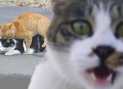 Animal Photobombers Seen On www.coolpicturegallery.us