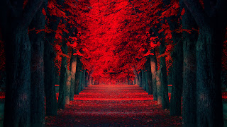 Red Leaves Covered Road Beautiful Autumn Landscape Wallpaper
