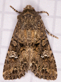 Cabbage Moth, Mamestra brassicae.  Noctuidae.  Hayes, 22 June 2014.