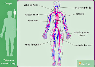 http://www.e-junior.net/juniornet/anatomy/swf/Bsciculatorio.swf