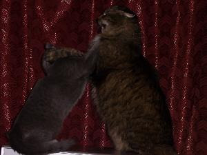 Cat fight