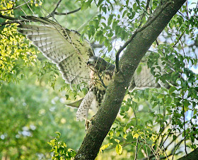 Fledgling red-tailed hawk toying with branches