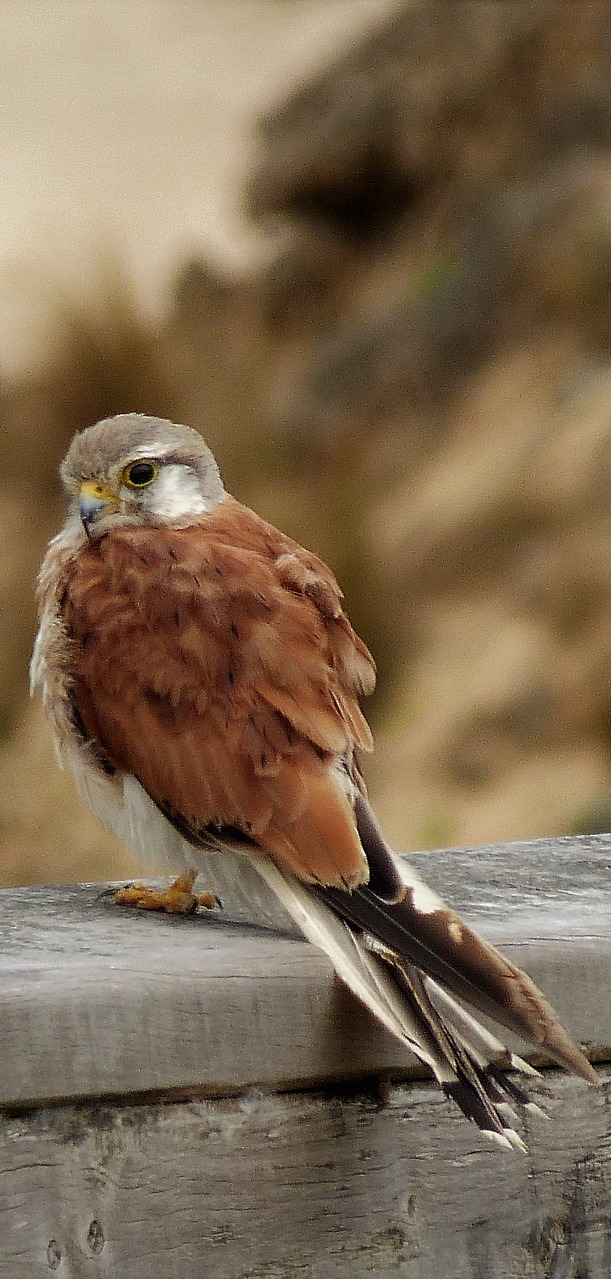 A falcon on a stone wall.