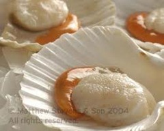 Scallop - Raw