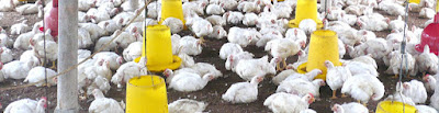 ERAQQ - Usaha Ternak Ayam Yang menjanjikan Sebagai Peluang Usaha