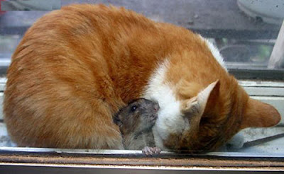 Funny Cat and Mouse Photos